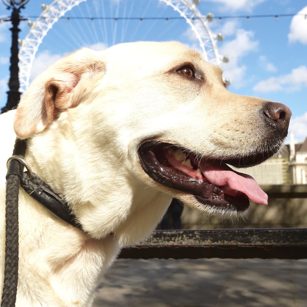 Dog-friendly things to do in London
